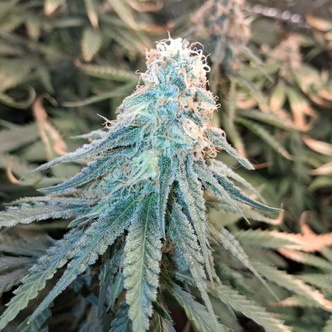 3 Critical Orange Punch growlog photo: 21 hs el amarilleo de deficit empezo en la que faltaba y las otras han seguido amarilleando no se sacan mas las hojas xq son todas con tricomas! hubiera sido lindo llegar con el ph optimo a esta fase pero bueno asi se va aprendiendo!