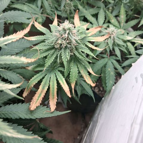 3 Critical Orange Punch growlog photo: 21 hs el amarilleo de deficit empezo en la que faltaba y las otras han seguido amarilleando no se sacan mas las hojas xq son todas con tricomas! hubiera sido lindo llegar con el ph optimo a esta fase pero bueno asi se va aprendiendo!