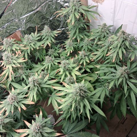 3 Critical Orange Punch growlog photo: 21 hs el amarilleo de deficit empezo en la que faltaba y las otras han seguido amarilleando no se sacan mas las hojas xq son todas con tricomas! hubiera sido lindo llegar con el ph optimo a esta fase pero bueno asi se va aprendiendo!