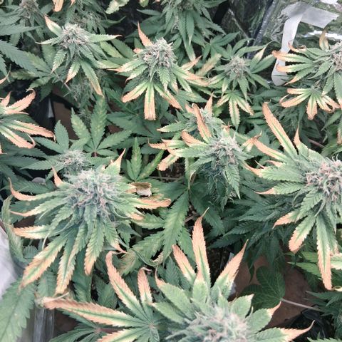 3 Critical Orange Punch growlog photo: 21 hs el amarilleo de deficit empezo en la que faltaba y las otras han seguido amarilleando no se sacan mas las hojas xq son todas con tricomas! hubiera sido lindo llegar con el ph optimo a esta fase pero bueno asi se va aprendiendo!