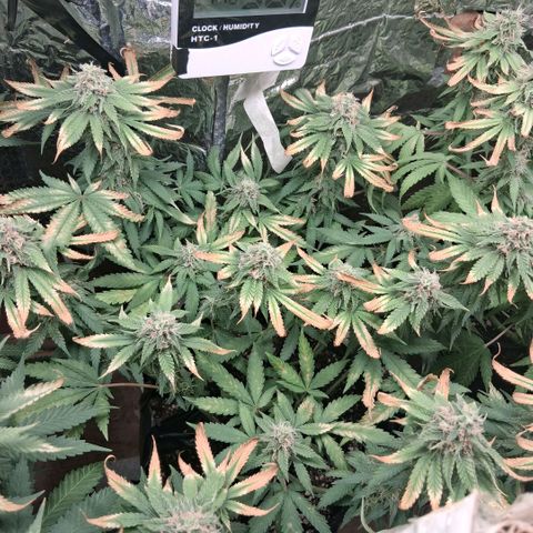 3 Critical Orange Punch growlog photo: 21 hs el amarilleo de deficit empezo en la que faltaba y las otras han seguido amarilleando no se sacan mas las hojas xq son todas con tricomas! hubiera sido lindo llegar con el ph optimo a esta fase pero bueno asi se va aprendiendo!