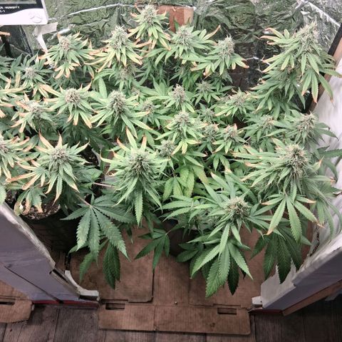 3 Critical Orange Punch growlog photo: 21 hs el amarilleo de deficit empezo en la que faltaba y las otras han seguido amarilleando no se sacan mas las hojas xq son todas con tricomas! hubiera sido lindo llegar con el ph optimo a esta fase pero bueno asi se va aprendiendo!