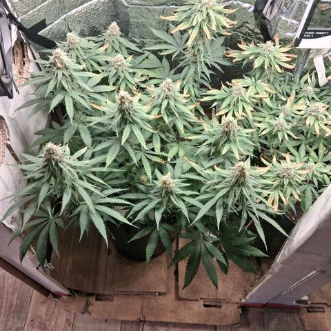 3 Critical Orange Punch growlog photo: 21 hs el amarilleo de deficit empezo en la que faltaba y las otras han seguido amarilleando no se sacan mas las hojas xq son todas con tricomas! hubiera sido lindo llegar con el ph optimo a esta fase pero bueno asi se va aprendiendo!