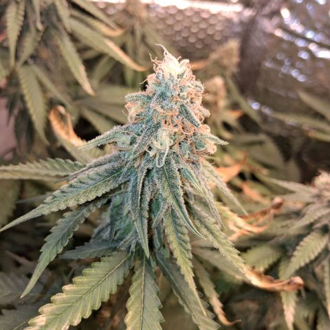 3 Critical Orange Punch growlog photo: 21 hs el amarilleo de deficit empezo en la que faltaba y las otras han seguido amarilleando no se sacan mas las hojas xq son todas con tricomas! hubiera sido lindo llegar con el ph optimo a esta fase pero bueno asi se va aprendiendo!