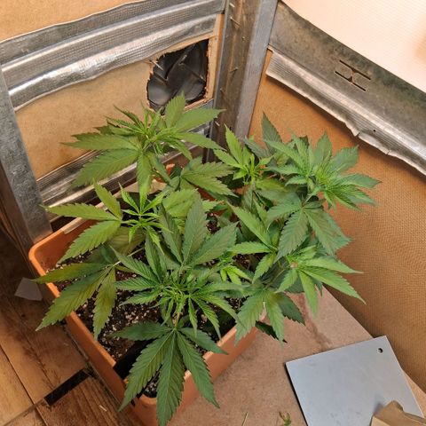 2 Rainbow maker Bsf  growlog photo: 21 hs rainbow maker... la joyita que ilusiona al tener problemas las cop y pp