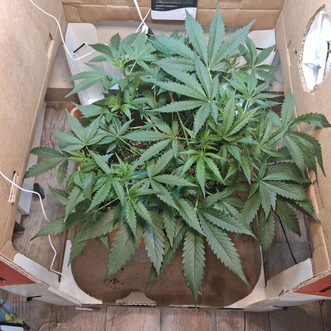 2 Rainbow maker Bsf  growlog photo: Rainbow maker auto. quiza el calor la haga tener un streecht fuerte