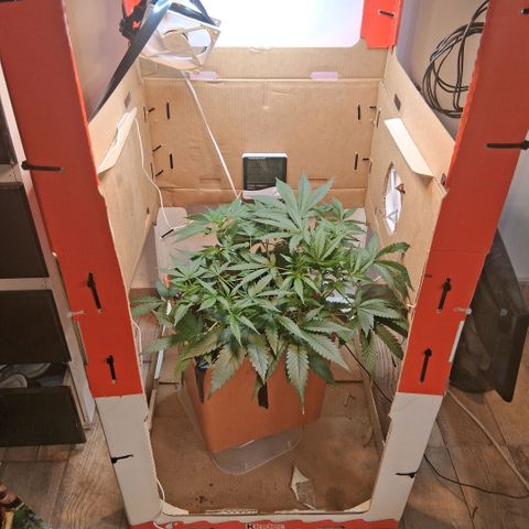 2 Rainbow maker Bsf  growlog photo: Rainbow maker auto. quiza el calor la haga tener un streecht fuerte