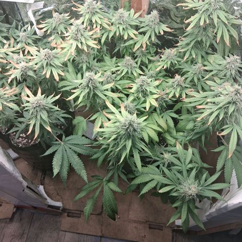 3 Critical Orange Punch growlog photo: 00.40 hs cop muchas deficiencias ojala saquemos buen pesaje final... rico olor en el ambiente