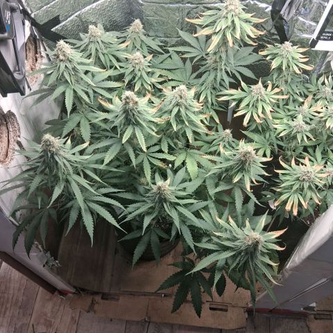 3 Critical Orange Punch growlog photo: 00.40 hs cop muchas deficiencias ojala saquemos buen pesaje final... rico olor en el ambiente