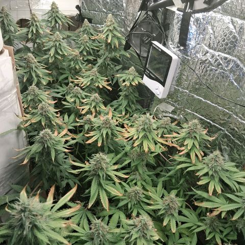 3 Critical Orange Punch growlog photo: 00.40 hs cop muchas deficiencias ojala saquemos buen pesaje final... rico olor en el ambiente
