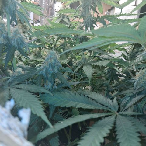 3 Critical Orange Punch growlog photo: 00.40 hs cop muchas deficiencias ojala saquemos buen pesaje final... rico olor en el ambiente