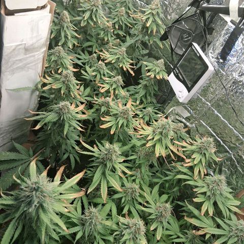 3 Critical Orange Punch growlog photo: 00.40 hs cop muchas deficiencias ojala saquemos buen pesaje final... rico olor en el ambiente