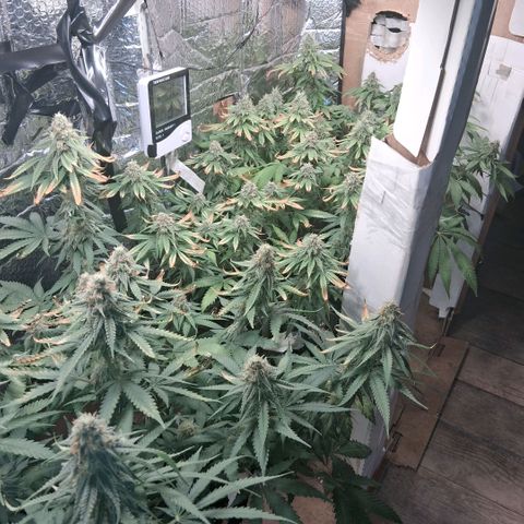 3 Critical Orange Punch growlog photo: 00.40 hs cop muchas deficiencias ojala saquemos buen pesaje final... rico olor en el ambiente