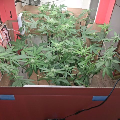 2 Egypto Indian seeds growlog photo: 01.00 hs no se ve stress por el lollipoping... hermosas quedaron