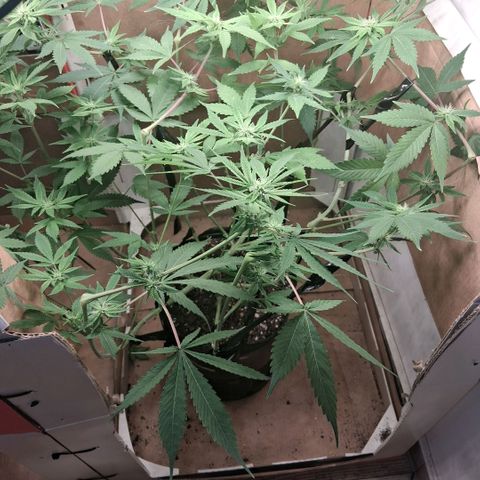 2 Egypto Indian seeds growlog photo: 01.00 hs no se ve stress por el lollipoping... hermosas quedaron