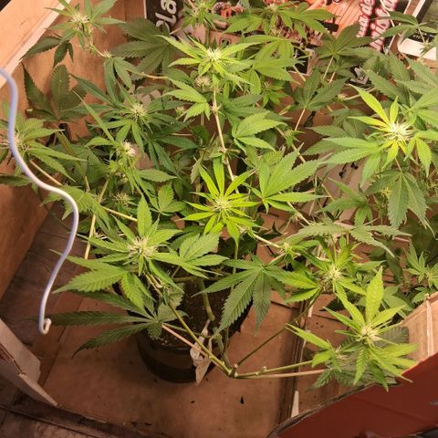 2 Egypto Indian seeds growlog photo: 01.00 hs no se ve stress por el lollipoping... hermosas quedaron