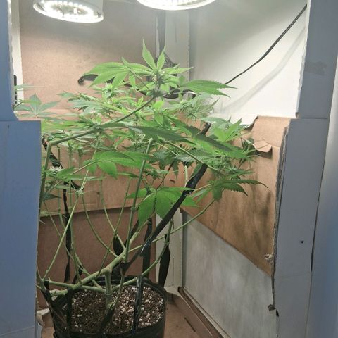 2 Egypto Indian seeds growlog photo: 1.00 hs lolipoping definitivo
