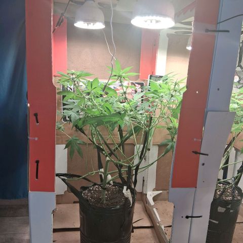 2 Egypto Indian seeds growlog photo: 1.00 hs lolipoping definitivo