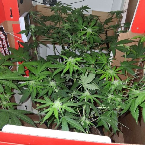 2 Egypto Indian seeds growlog photo: 19.30 hs 