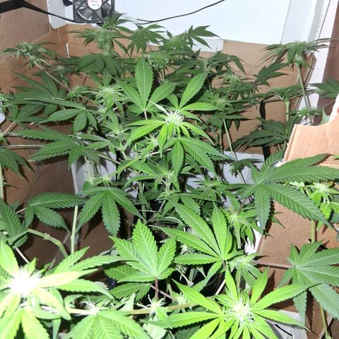2 Egypto Indian seeds growlog photo: 19.30 hs 