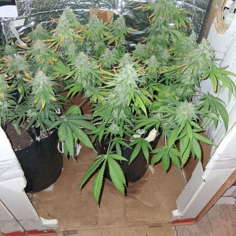 3 Critical Orange Punch growlog photo: 19 30 hs 
