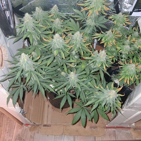 3 Critical Orange Punch growlog photo: 19 30 hs 