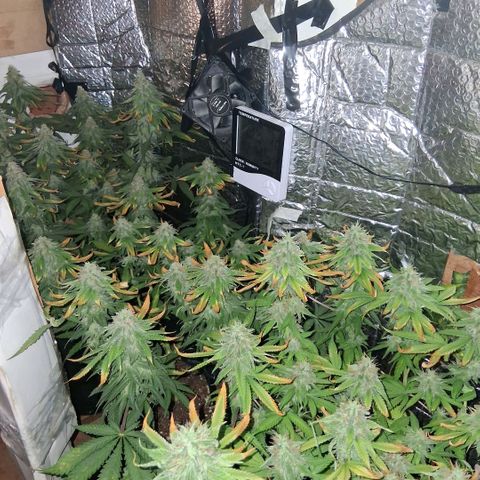 3 Critical Orange Punch growlog photo: 19 30 hs 