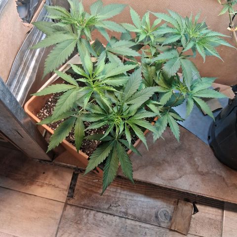 2 Rainbow maker Bsf  growlog photo: 19.30 hs