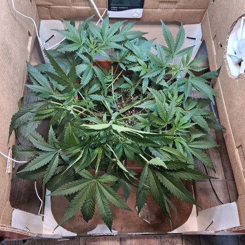 2 Rainbow maker Bsf  growlog photo: 19.30 hs