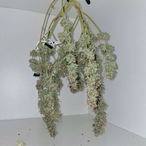 2 Auto Power Plant growlog photo: pp1 dia 4 de secado. olor a clorofila y algo como especias 