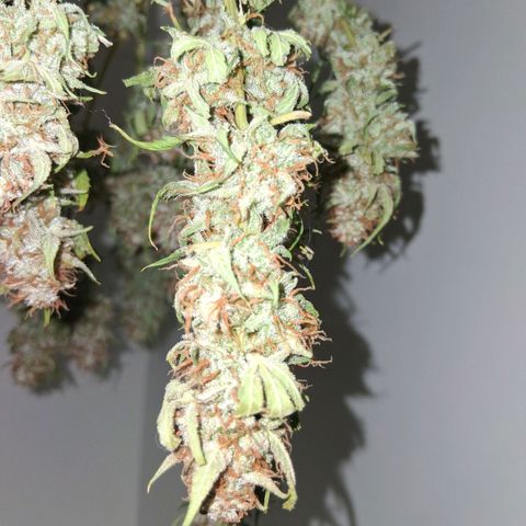 2 Auto Power Plant growlog photo: pp1 dia 4 de secado. olor a clorofila y algo como especias 