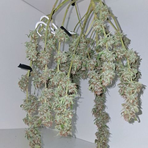 2 Auto Power Plant growlog photo: pp1 dia 4 de secado. olor a clorofila y algo como especias 