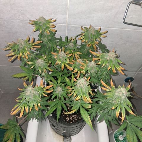 3 Critical Orange Punch growlog photo: 22 hs despues del riego... no me resisti y le saque algunas hojas dañadas...