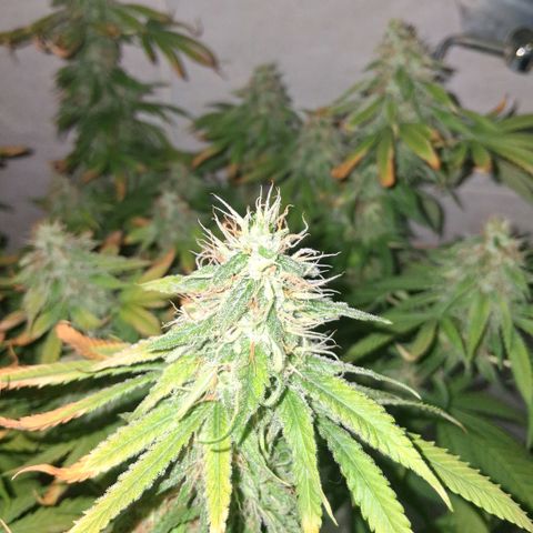 3 Critical Orange Punch growlog photo: 22 hs despues del riego... no me resisti y le saque algunas hojas dañadas...