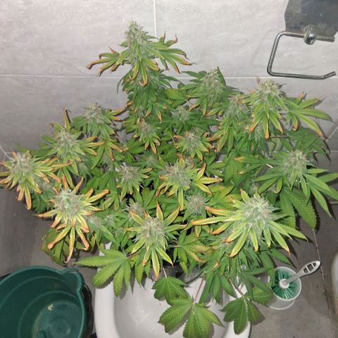 3 Critical Orange Punch growlog photo: 22 hs despues del riego... no me resisti y le saque algunas hojas dañadas...