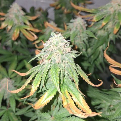3 Critical Orange Punch growlog photo: 22 hs despues del riego... no me resisti y le saque algunas hojas dañadas...
