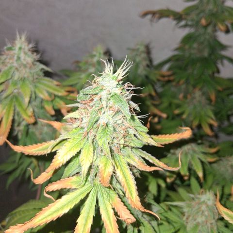 3 Critical Orange Punch growlog photo: 22 hs despues del riego... no me resisti y le saque algunas hojas dañadas...