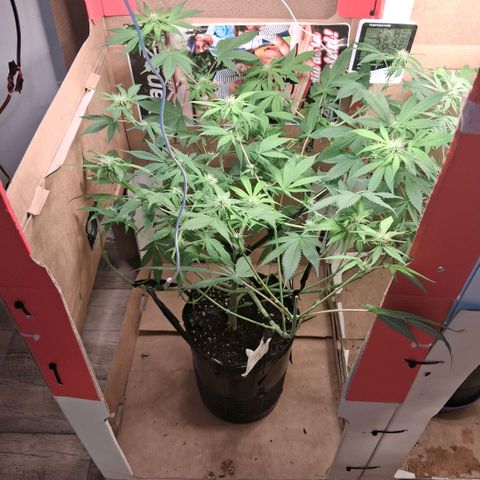 2 Egypto Indian seeds growlog photo: Egypto desp del riego esperemos q no marque exceso de sales y sino prox riego mini lavadin