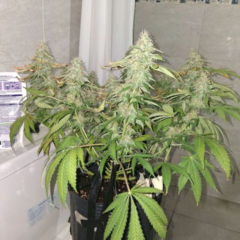 3 Critical Orange Punch growlog photo: 22 hs despues del riego... no me resisti y le saque algunas hojas dañadas...