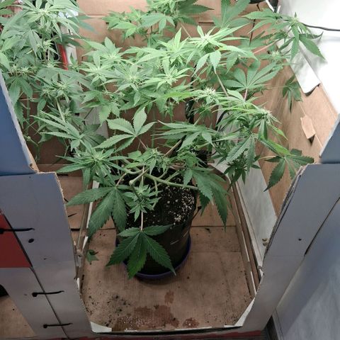 2 Egypto Indian seeds growlog photo: Egypto desp del riego esperemos q no marque exceso de sales y sino prox riego mini lavadin