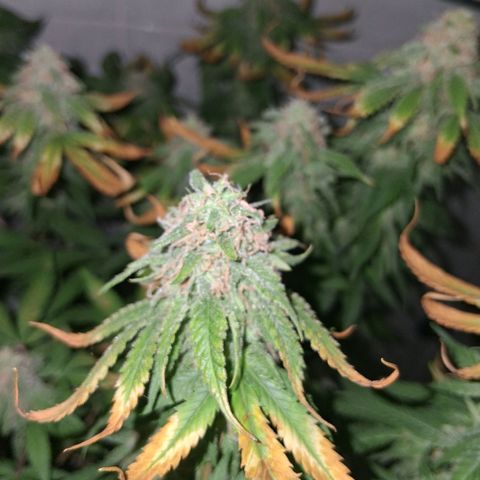3 Critical Orange Punch growlog photo: 22 hs despues del riego... no me resisti y le saque algunas hojas dañadas...