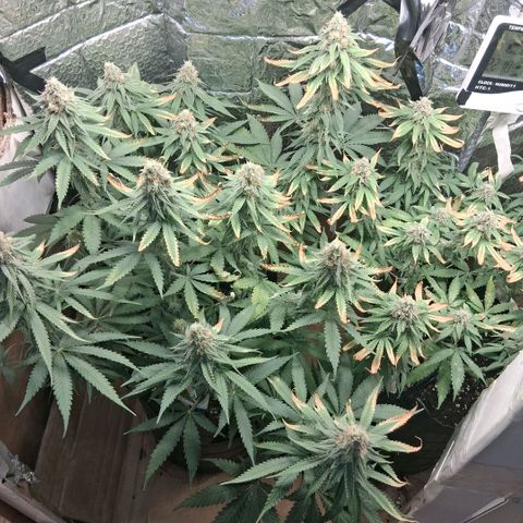3 Critical Orange Punch growlog photo: 22 hs despues del riego... no me resisti y le saque algunas hojas dañadas...