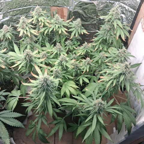 3 Critical Orange Punch growlog photo: 22 hs despues del riego... no me resisti y le saque algunas hojas dañadas...