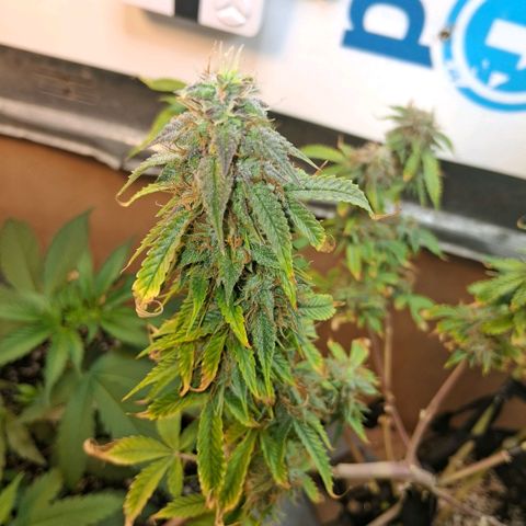 2 Auto Power Plant growlog photo: power plant 2 en cualquier momento se va