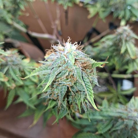 2 Auto Power Plant growlog photo: power plant 2 en cualquier momento se va