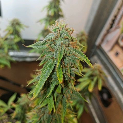 2 Auto Power Plant growlog photo: power plant 2 en cualquier momento se va