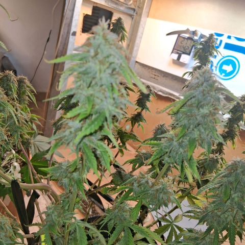 2 Auto Power Plant growlog photo: 01.27 hs pp 2 me tente y le saque todas las hojas malas . los cogollos estan blandos tricomas lechosos esperaremos que se compacten y cosecharlos.