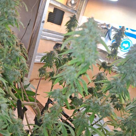 2 Auto Power Plant growlog photo: 01.27 hs pp 2 me tente y le saque todas las hojas malas . los cogollos estan blandos tricomas lechosos esperaremos que se compacten y cosecharlos.