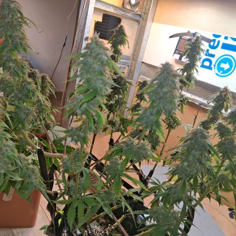 2 Auto Power Plant growlog photo: 01.27 hs pp 2 me tente y le saque todas las hojas malas . los cogollos estan blandos tricomas lechosos esperaremos que se compacten y cosecharlos.
