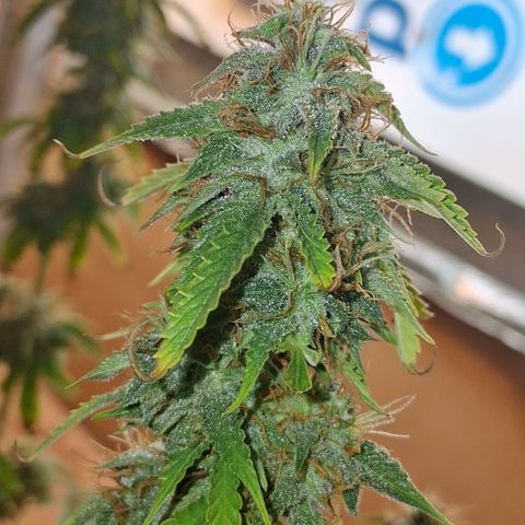 2 Auto Power Plant growlog photo: 01.27 hs pp 2 me tente y le saque todas las hojas malas . los cogollos estan blandos tricomas lechosos esperaremos que se compacten y cosecharlos.